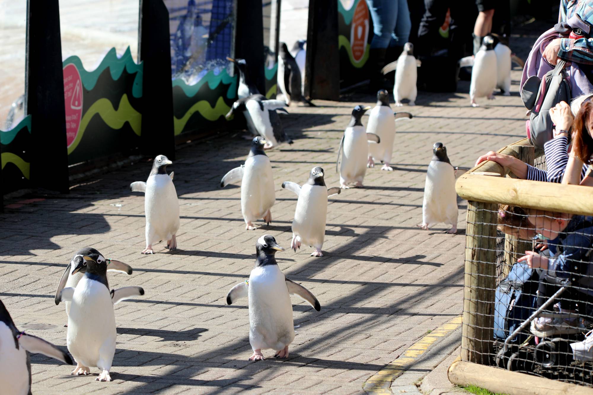 Gentoo penguins during the Wee Waddle trial. Image: Rhiordan Langan-Fortune 2024